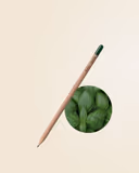 Basil