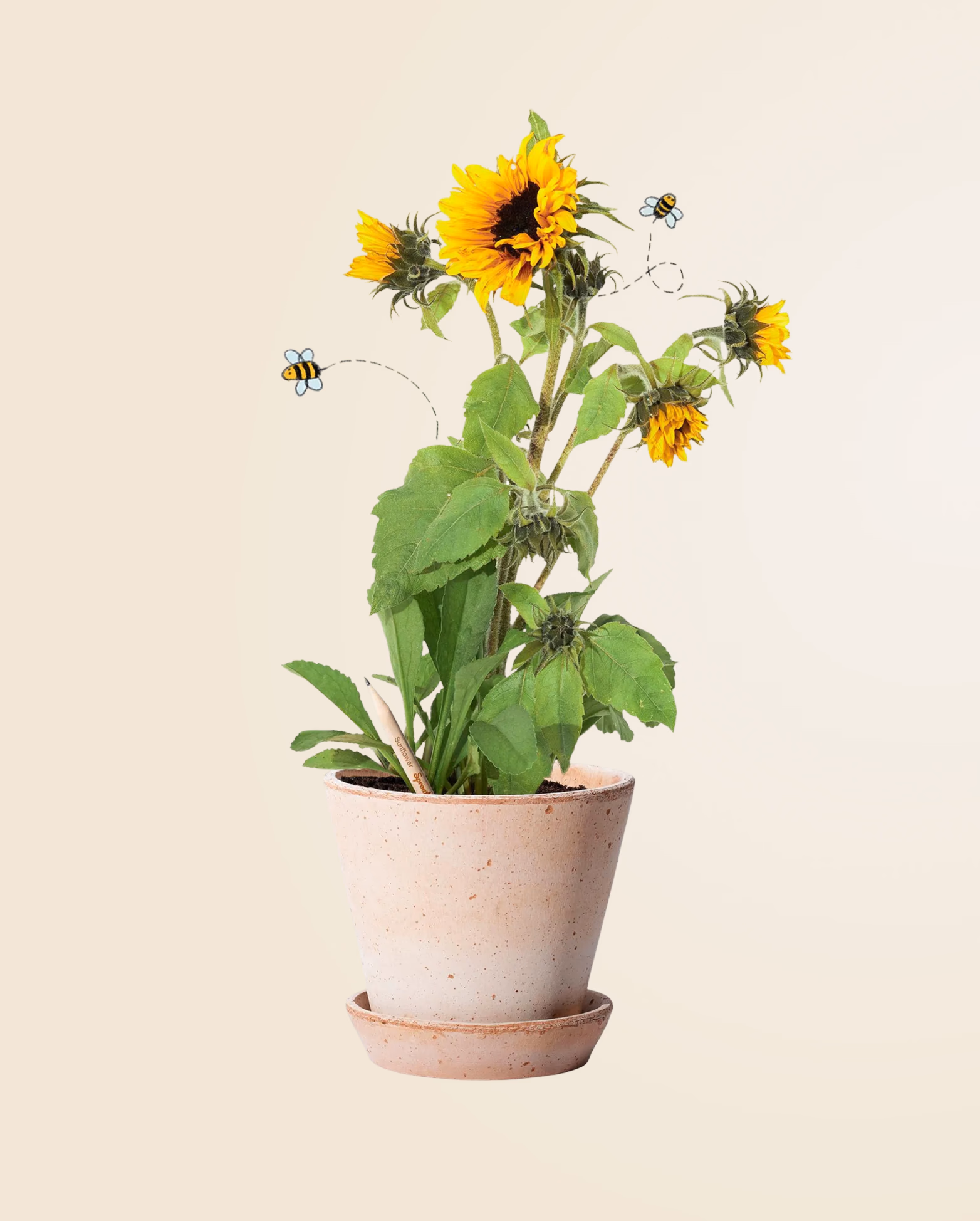 Product view 36