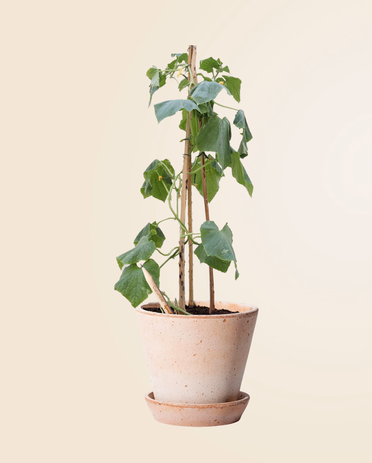 Product view 72