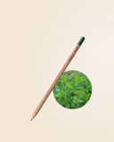 Parsley