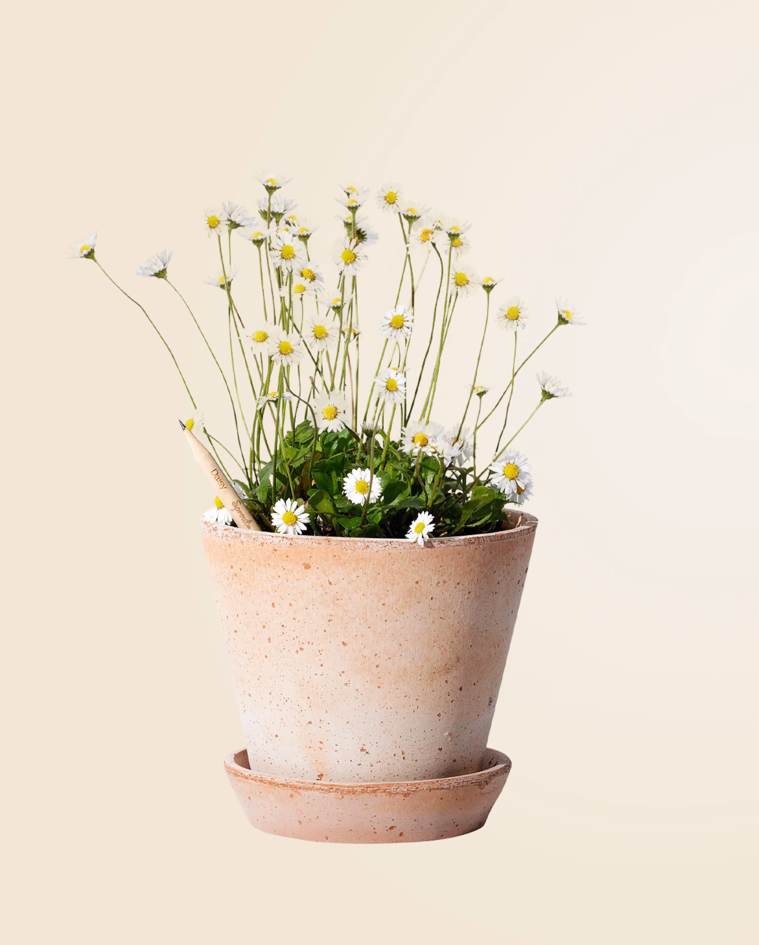 Product view 27