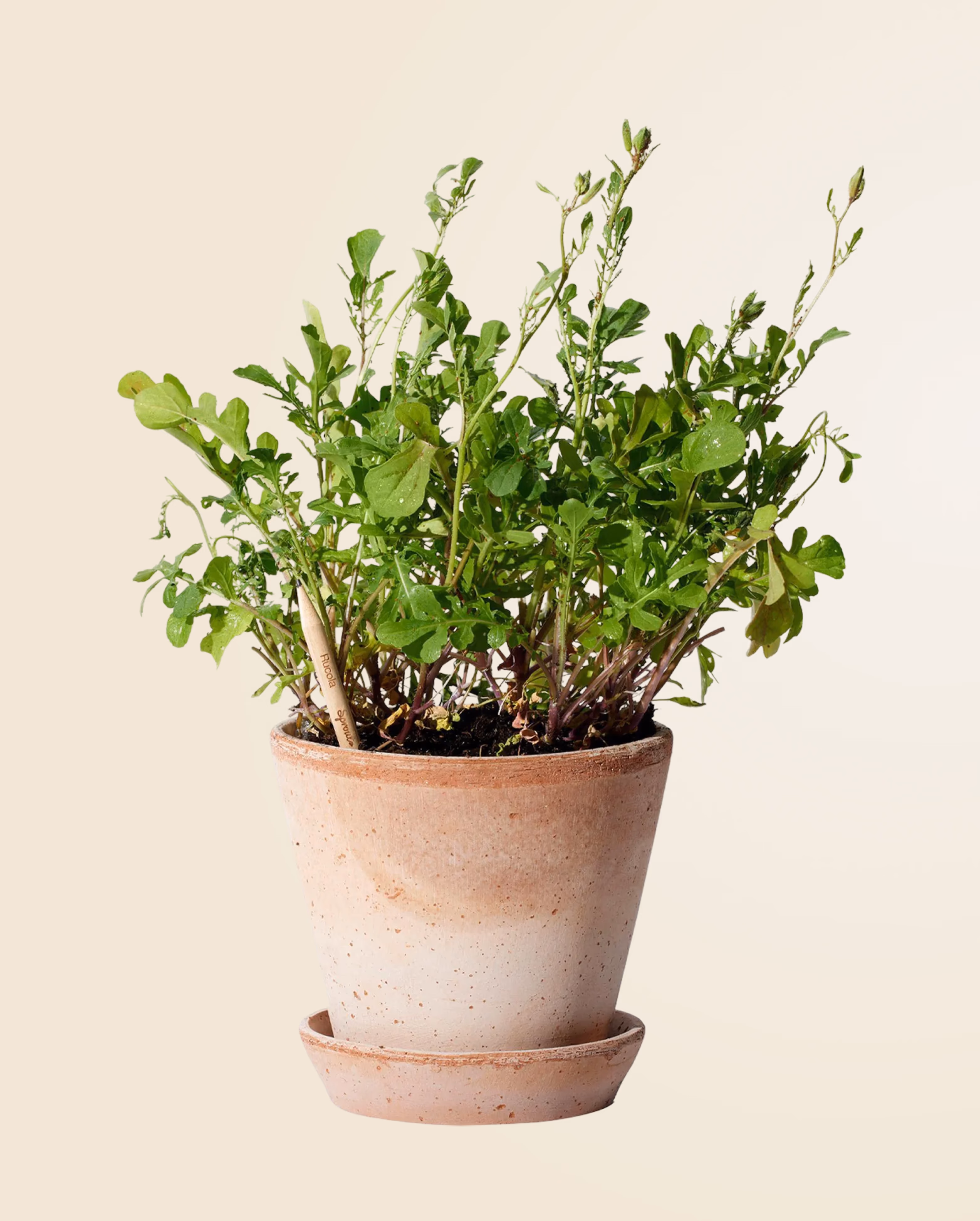 Product view 63