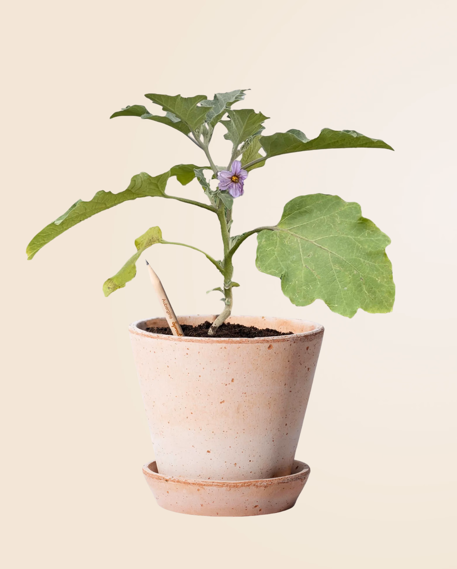 Product view 81